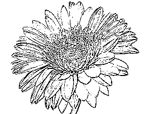 Photo to line drawing