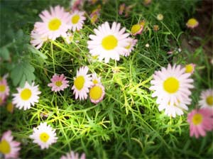 Dreamy Photos