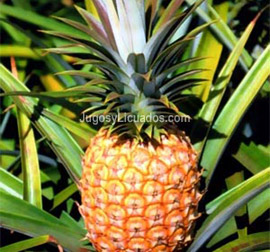 Jugo de Piña, Naranja y Betabel