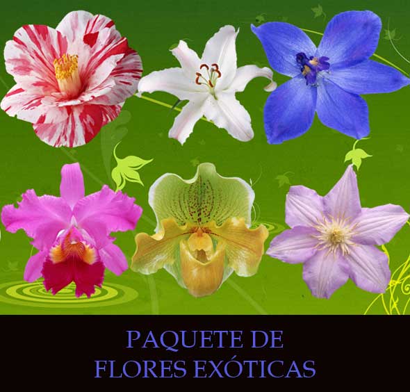 flores exoticas
