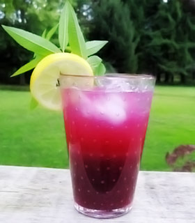 Grapefruit juice boosts drug's anti-cancer effects