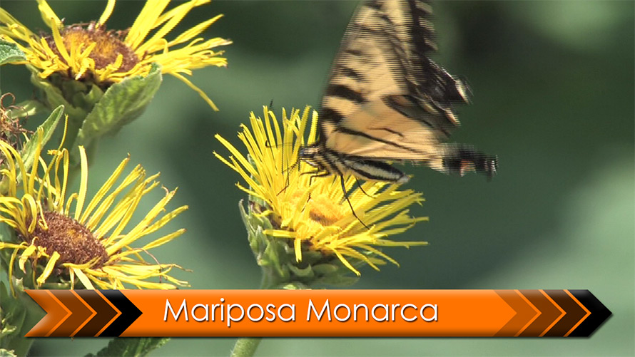 Video final de Mariposa Monarca