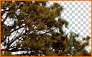 Enmascarar un �rbol