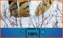 Efecto Zoom Gradual en Flash