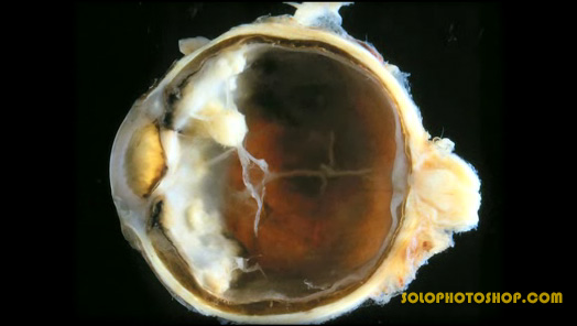 Adobe photoshop Cs3 Extended en la investigaci&oacute;n Cient&iacute;fica