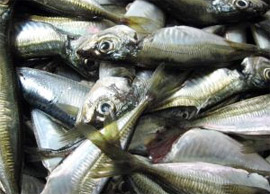 Cómo saber Cuando un Pescado está Fresco