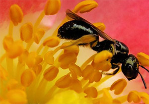 El polen de abeja, vitalidad pura