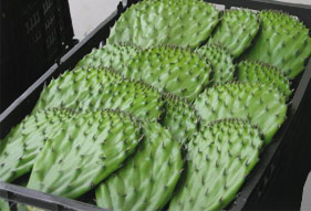 ensalada de nopalitos