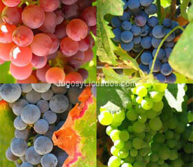 Jugo de Uvas