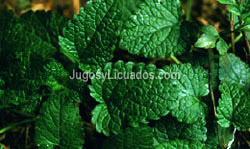 Té de Menta y Sauco para la Gripe