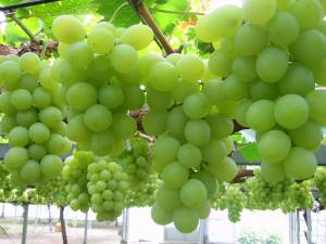 Jugo Expectorante de Uvas, Apio y Miel de Abeja