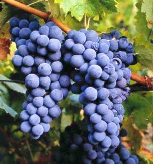 Jugo de Uvas Moradas y Piña, Antiinflamatorio y Rico en Hierro