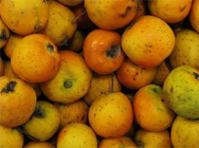 Tejocotes