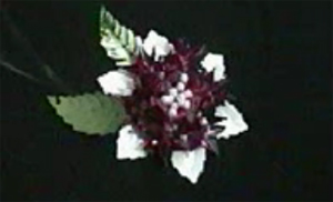 bordado-de-flor--parte-2 Flor con diseño de estrella