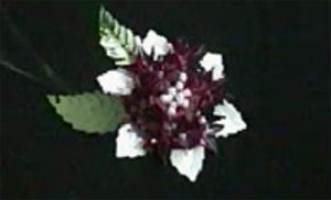 Flor con diseño de estrella