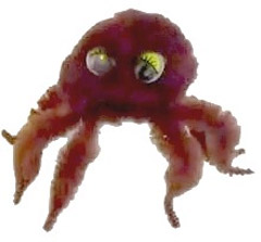 araña peluda