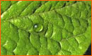 Water Drops in Photoshop