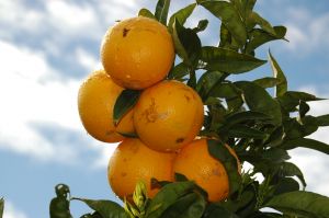 Beneficios de la Naranja en la salud